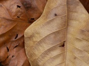 8th Dec 2021 - Mockernut leaf texture...