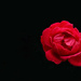 The Last Rose of Summer by milaniet