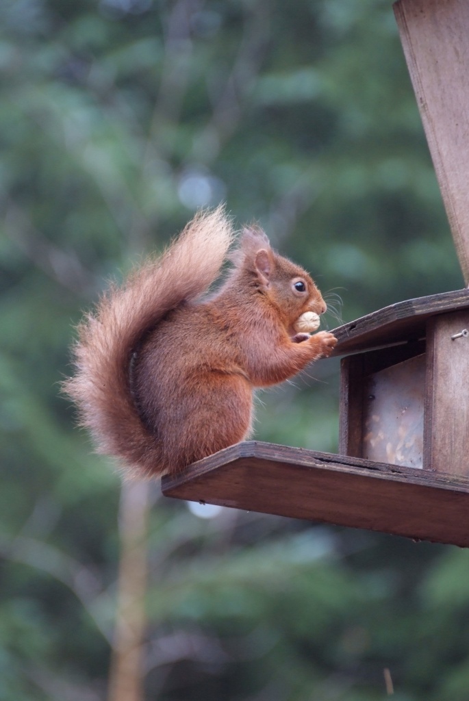 Red Squirrel by natsnell