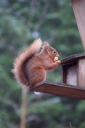 23rd Jan 2011 - Red Squirrel