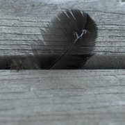 7th Dec 2021 - Feather