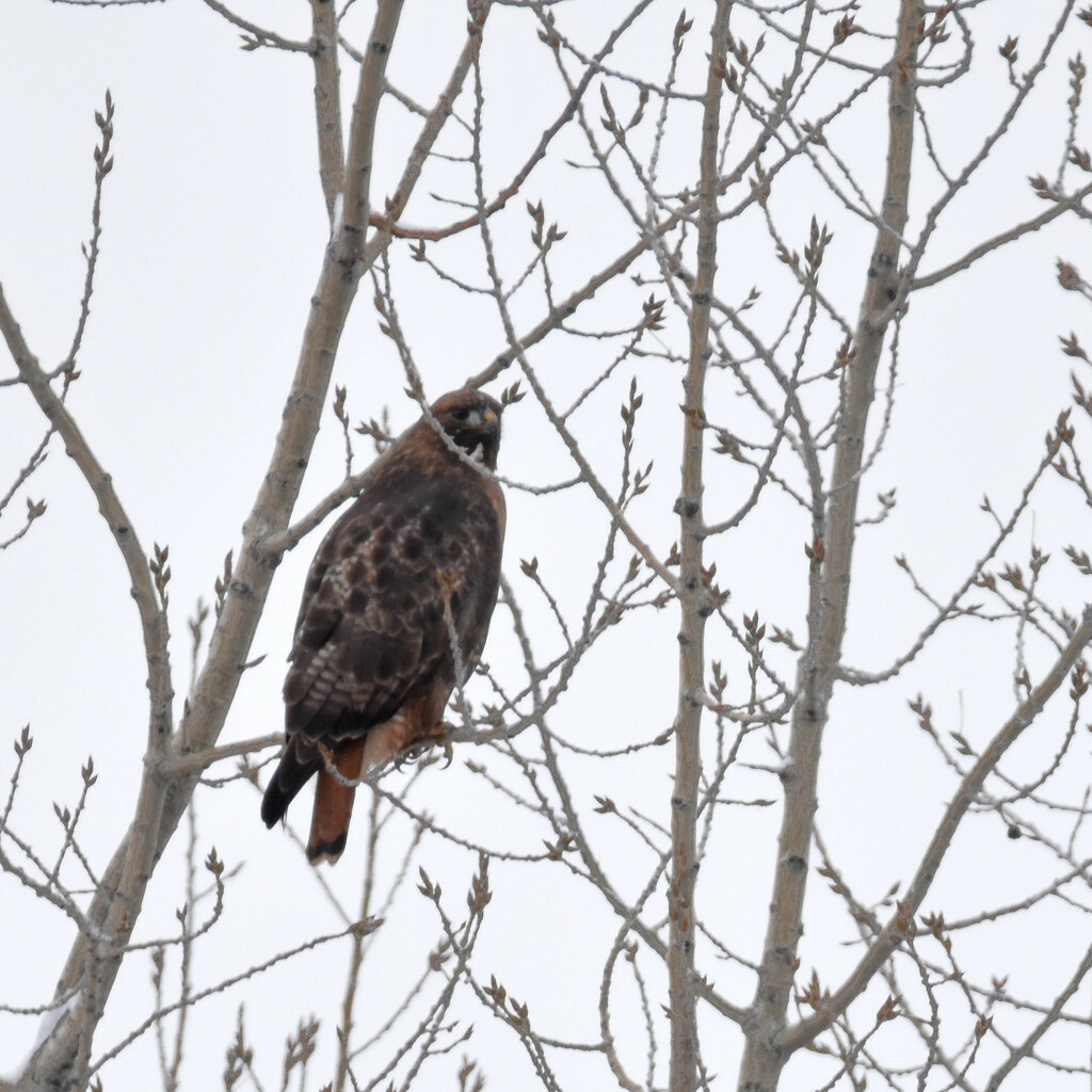 Red-Tail Hawk by bjywamer