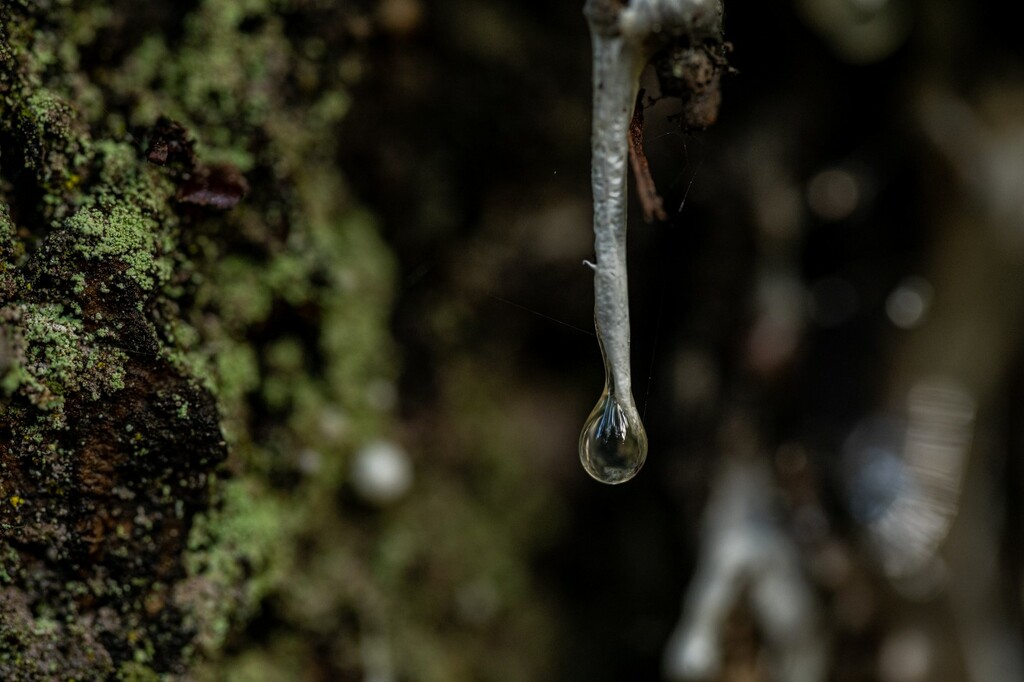 Tree Sap Drip  by theredcamera