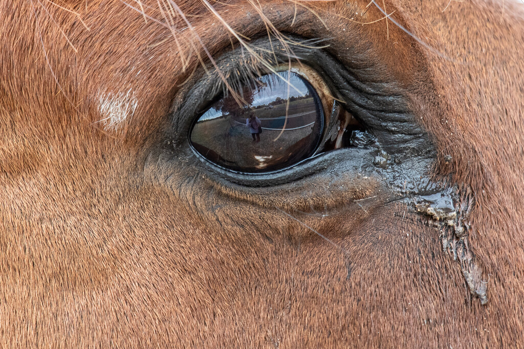 In a horse's eye by flyrobin