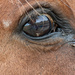 In a horse's eye by flyrobin