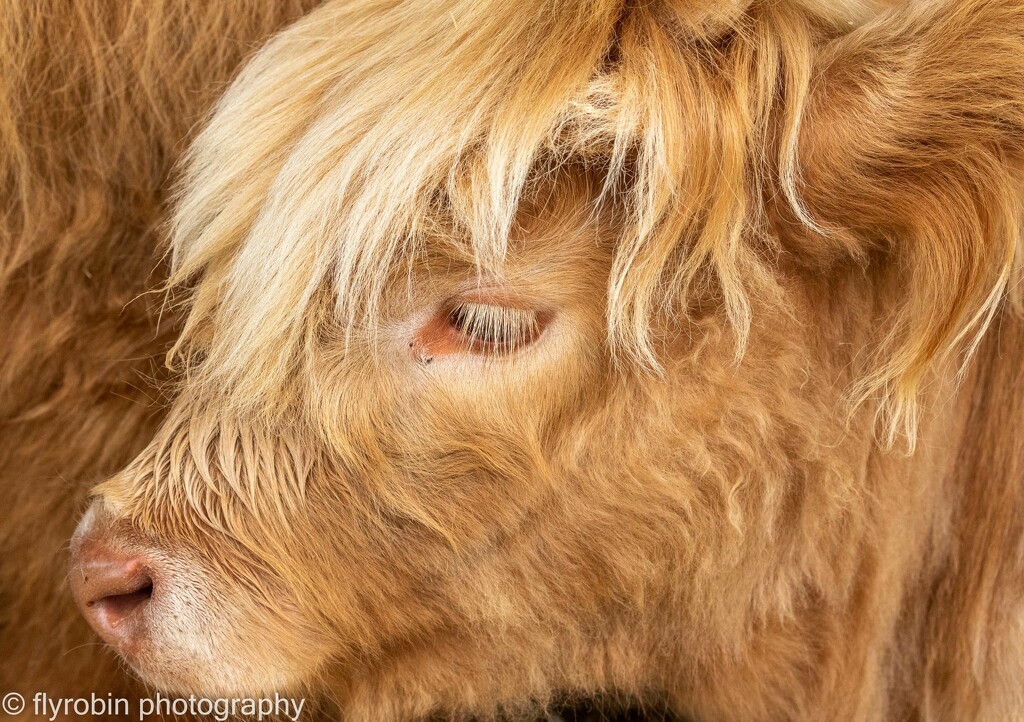 Highland calf by flyrobin