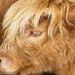 Highland calf by flyrobin