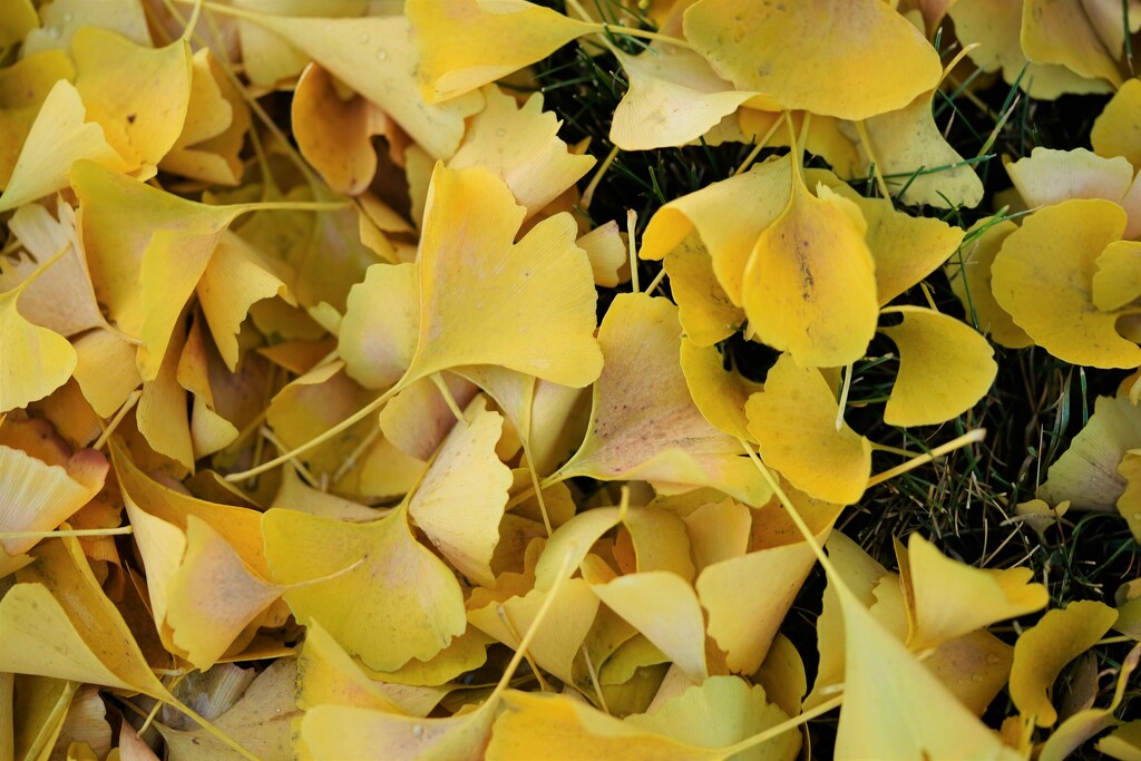 Ginkgo leaves by acolyte