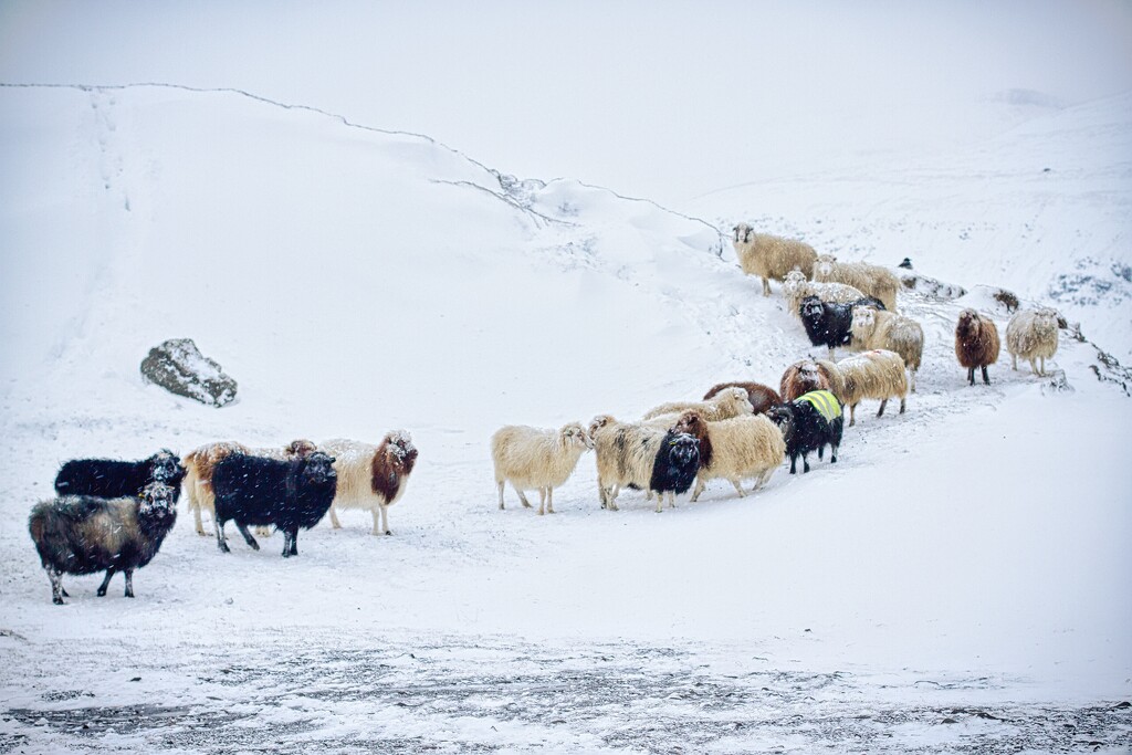Sheep in snow by okvalle