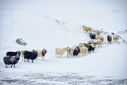 8th Dec 2010 - Sheep in snow