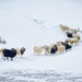 Sheep in snow by okvalle