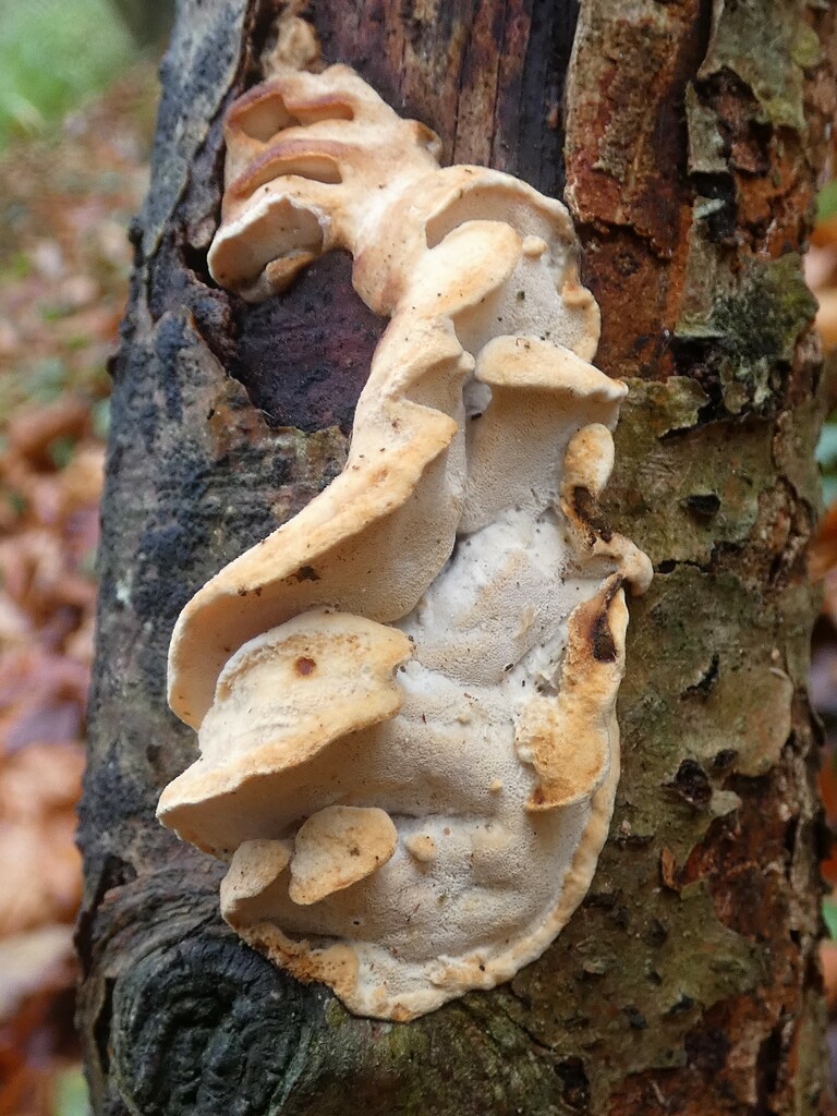Weird fungus by julienne1