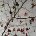 Ceiling Branch by kimka