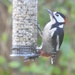  Mr Woody Woodpecker by susiemc