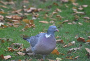 8th Dec 2021 - Wood pigeon 