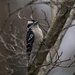 Mr. Downy Woodpecker by berelaxed