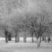 Trees in Fog by judyc57