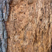 Bark Beetles by tdaug80