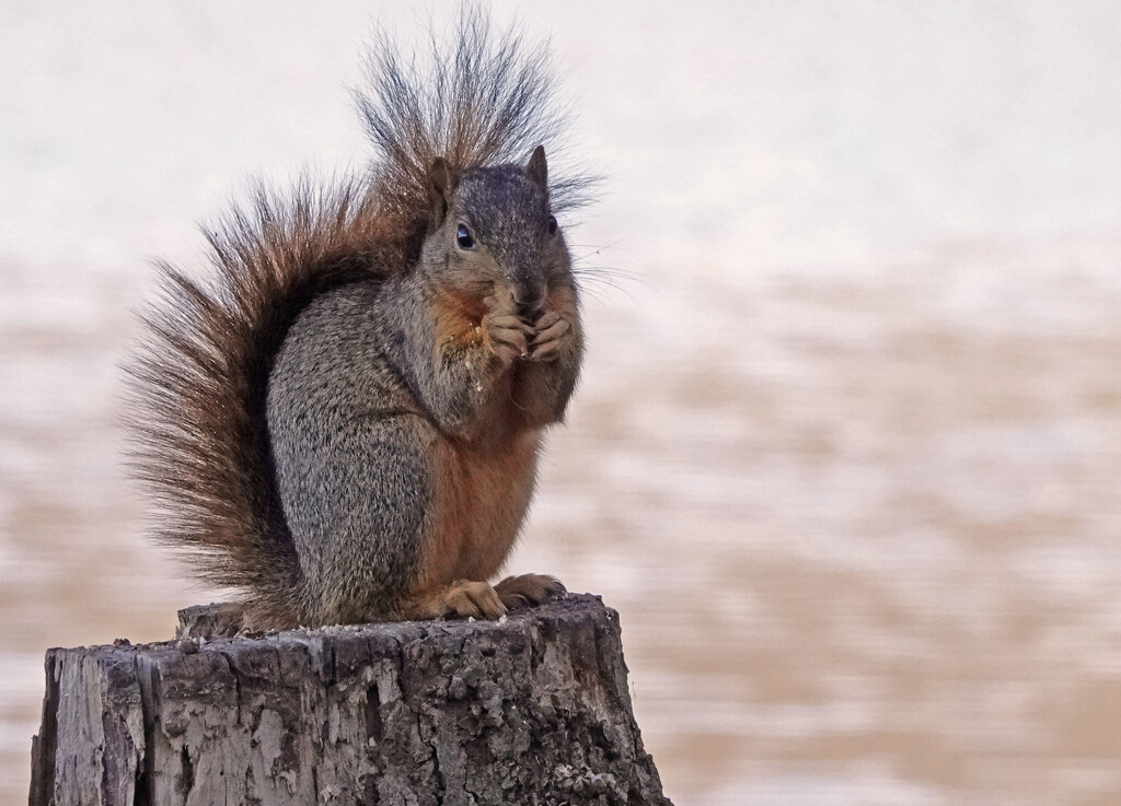 One Confident Squirrel by milaniet