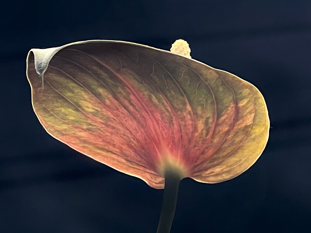 anthurium study by amyk