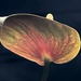 anthurium study by amyk