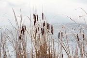 8th Dec 2021 - Cattails