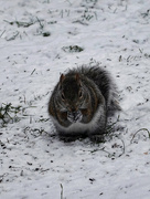 8th Dec 2021 - Snow squirrel