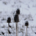 Snow teasels by ljmanning