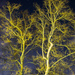 Lighted Sycamore by cwbill