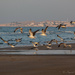 Some more seagulls... by ingrid01