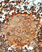 9th Dec 2021 - Leaves In Frozen Muddy Puddle.