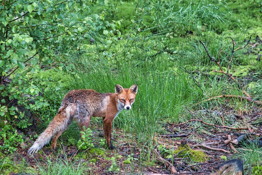 Fox by okvalle