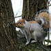 Squirrel by seattlite