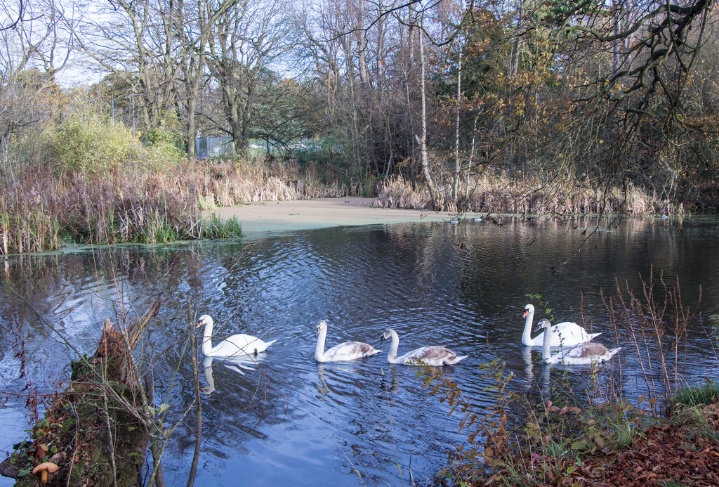 Swans a swimming by busylady