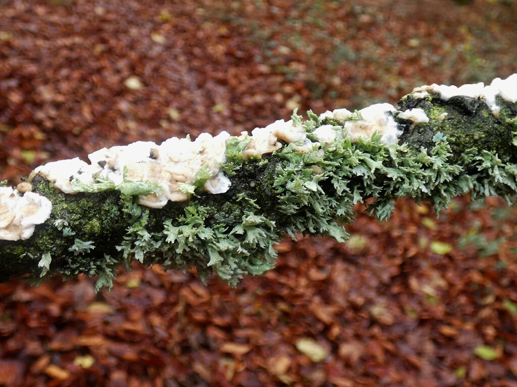 Fungus and lichen by julienne1
