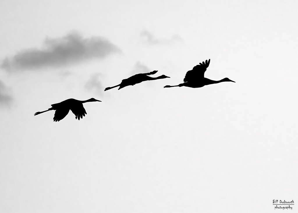 Morning Sandhill cranes by photographycrazy