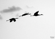 9th Dec 2021 - Morning Sandhill cranes