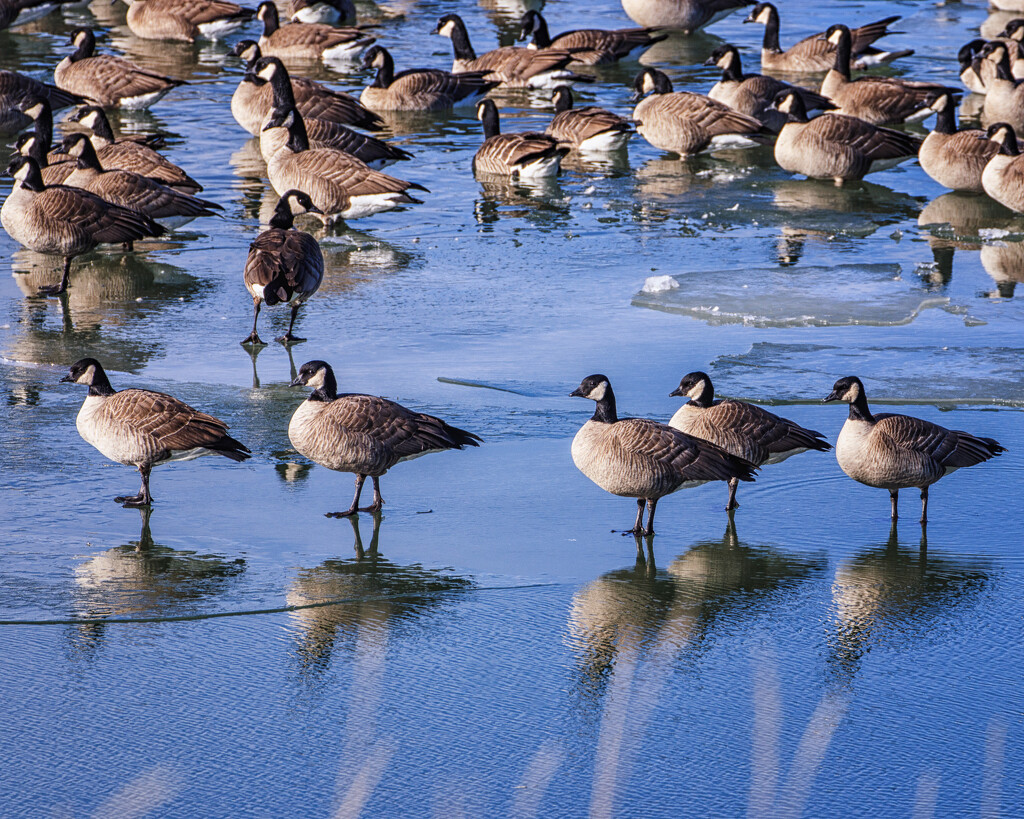 geese on ice by aecasey