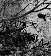 9th Dec 2021 - Little coot lost his ball