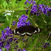 10th Dec 2021 - Common Crow Butterfly ~       