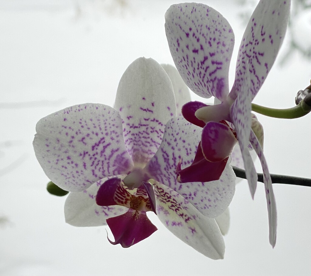 Orchid in the Snow by radiogirl