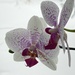 Orchid in the Snow by radiogirl