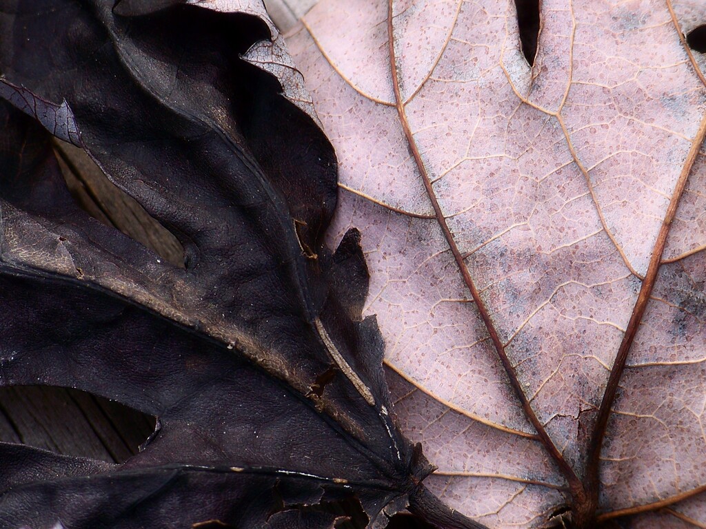 Maple leaf texture... by marlboromaam