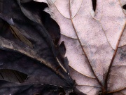 10th Dec 2021 - Maple leaf texture...