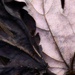 Maple leaf texture... by marlboromaam