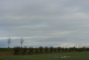 9th Dec 2021 - All trees and a old dike 