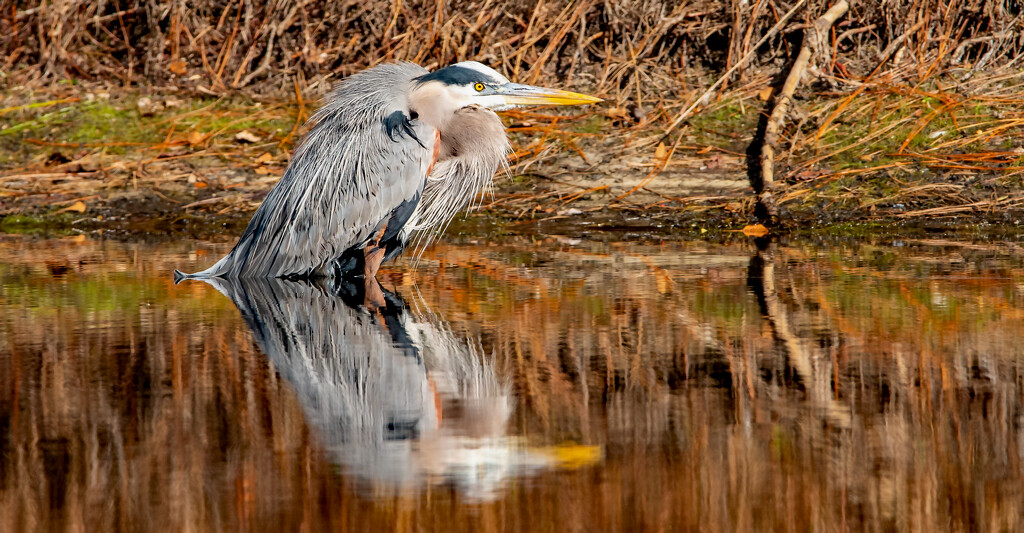 Blue Heron Getting Ready to Dive In! by rickster549