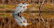 9th Dec 2021 - Blue Heron Getting Ready to Dive In!