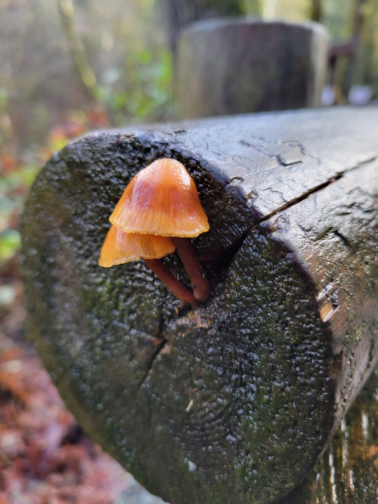 Tiny Mushrooms by kimmer50