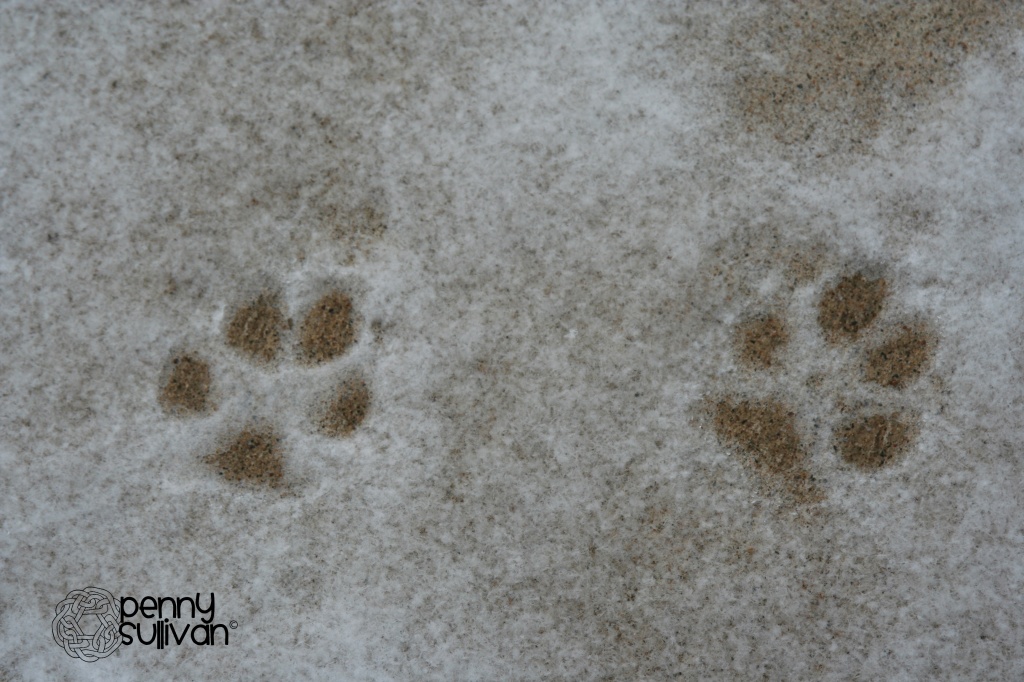 footprints in the snow  024_341_2011 by pennyrae